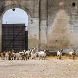 E a un certo punto, mentre facciamo un altro passo verso l�edificio, un gregge di circa venti caprette, bianche e marroni...